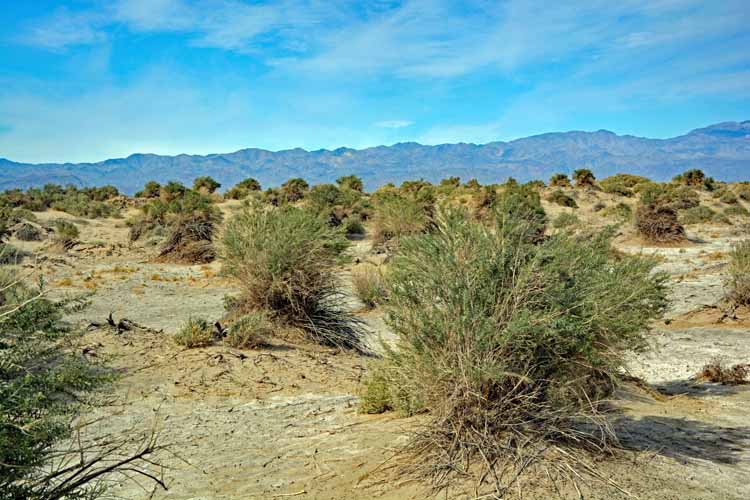 desert shrubs 